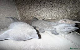 British Shorthair cats for sale: British Shorthair kitten  - Image 20