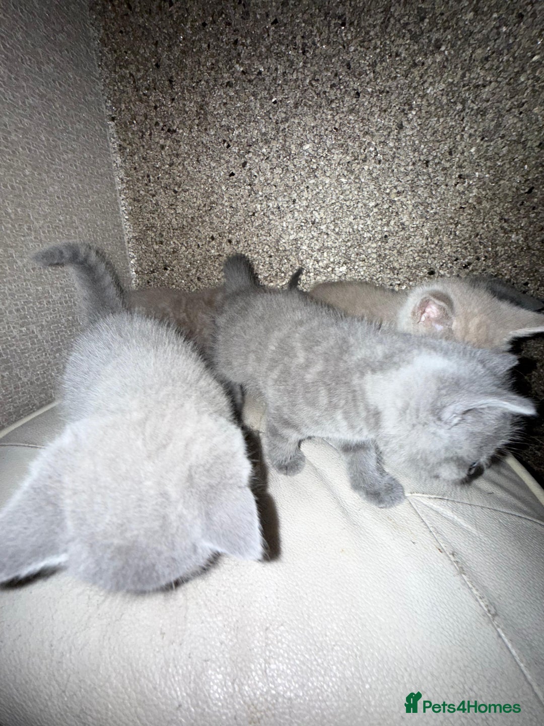 British Shorthair cats for sale: British Shorthair kitten  - Image 20