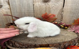 Mini Lop rabbits for sale: ⭐ VACCINATED PEDIGREE MINI LOP BUNNIES ⭐  - Advert 11