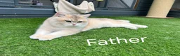 British Shorthair cats for sale: 1 left! Golden British Shorthair kitten GCCF - Advert 11
