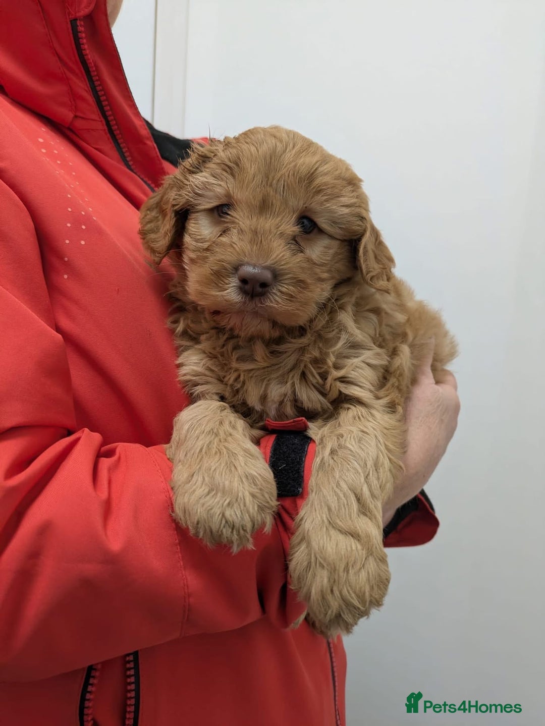 Goldendoodle dogs for sale: Two Stunning Healthy Girl Goldendoodle Puppies  - Advert 8