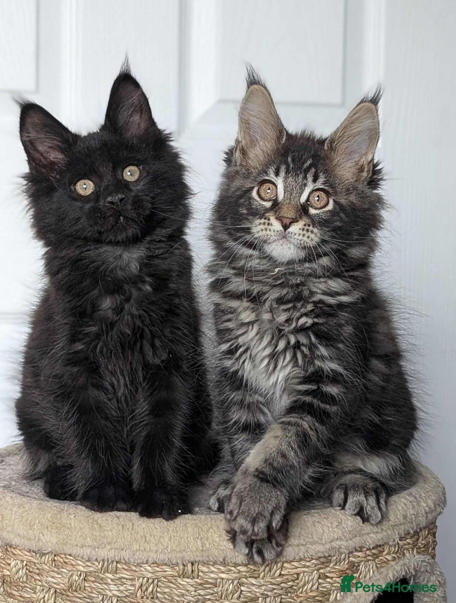 Maine Coon cats Maine coon kittens  - Advert 1