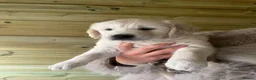 Golden Retriever dogs for sale: Stunning golden retriever puppies - Advert 8