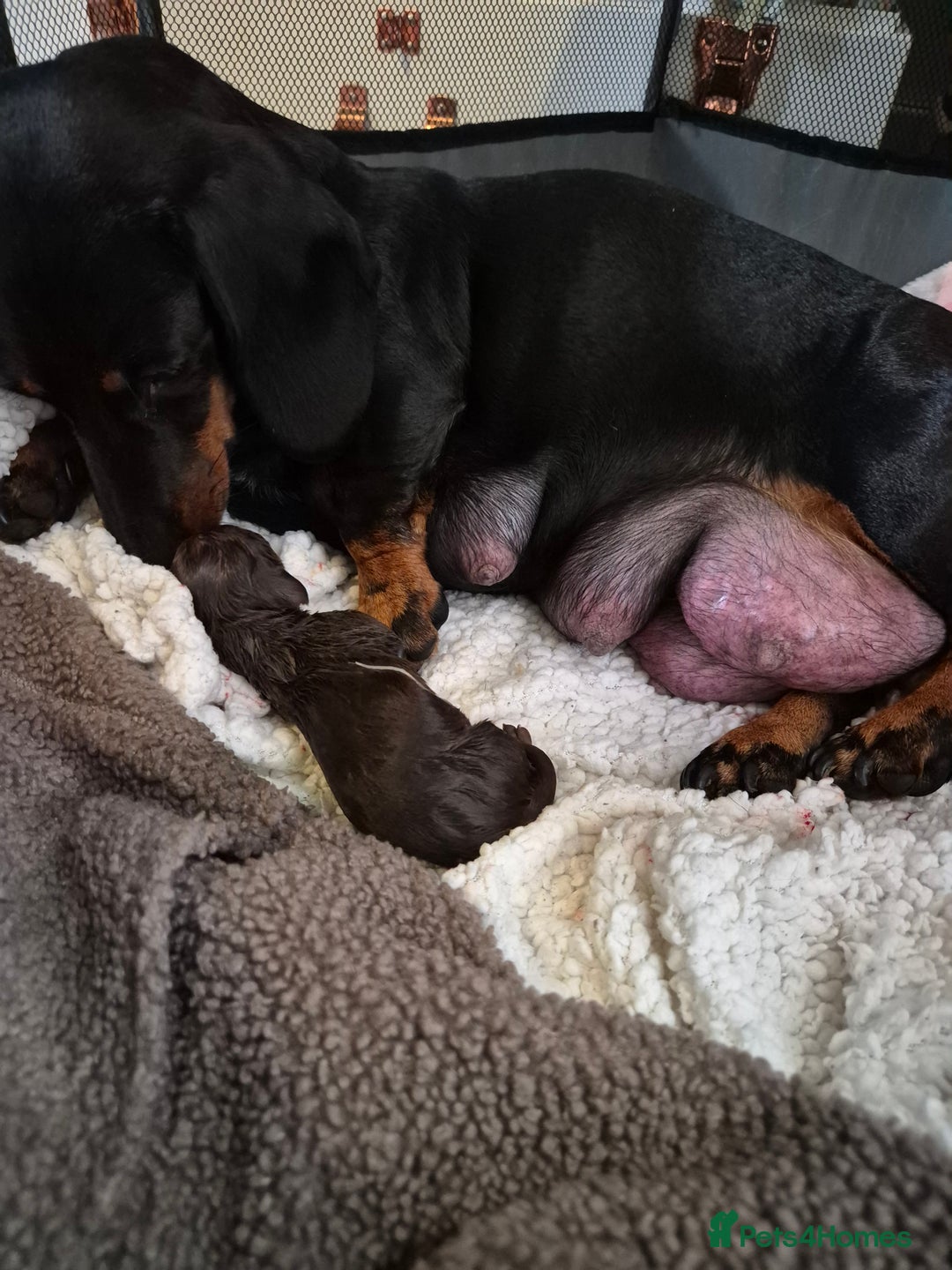 Miniature Dachshund dogs for sale: Female miniature dachshund  - Advert 6