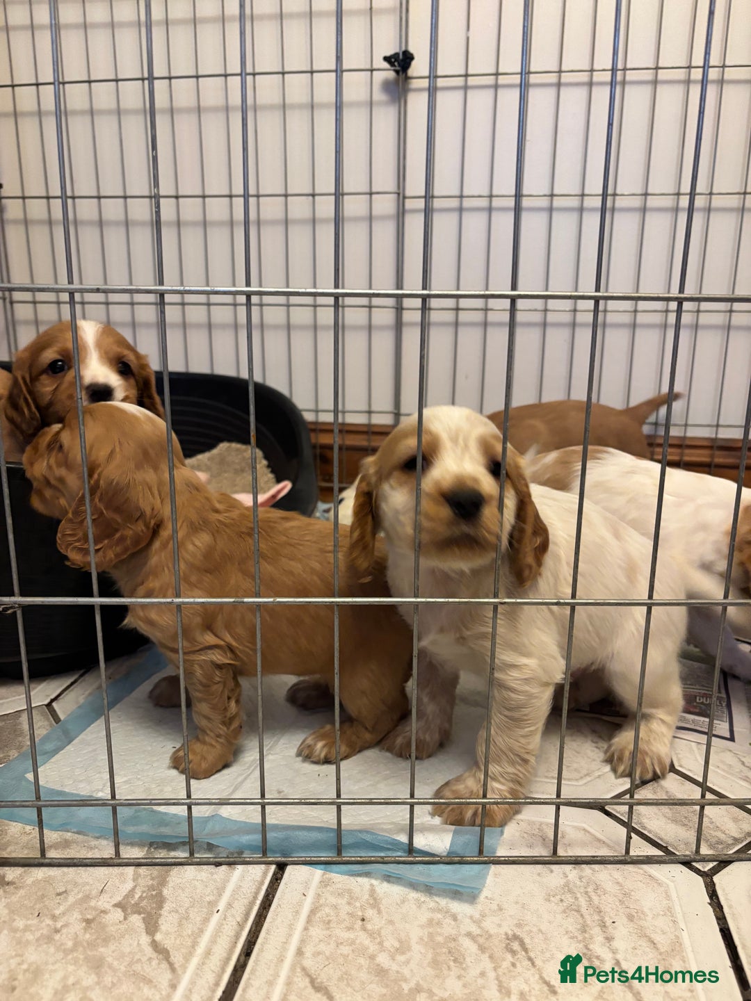 Cocker Spaniel dogs for sale: KC reg cocker spaniels  - Advert 8