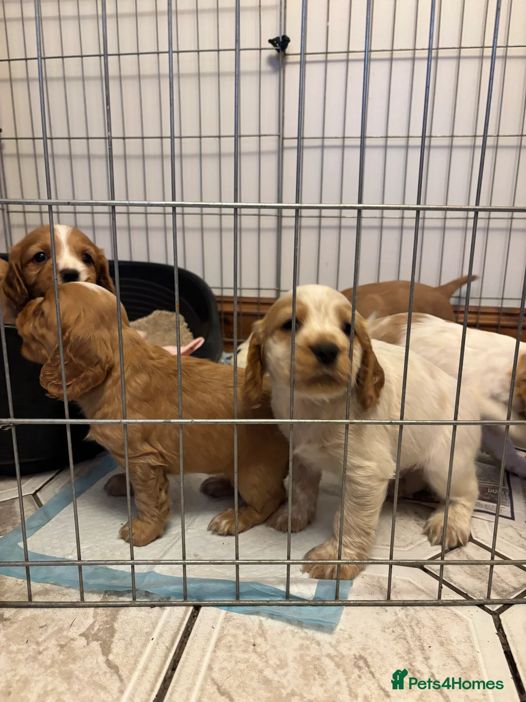 Cocker Spaniel dogs for sale: KC reg cocker spaniels  - Advert 9