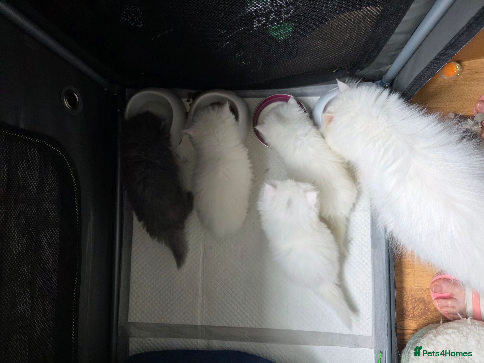 Persian cats PERSIAN  **  KITTENS LOOKING FOR NEW HOMES  - Advert 2