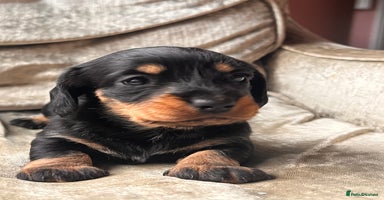 Miniature Dachshund dogs - Advert 14