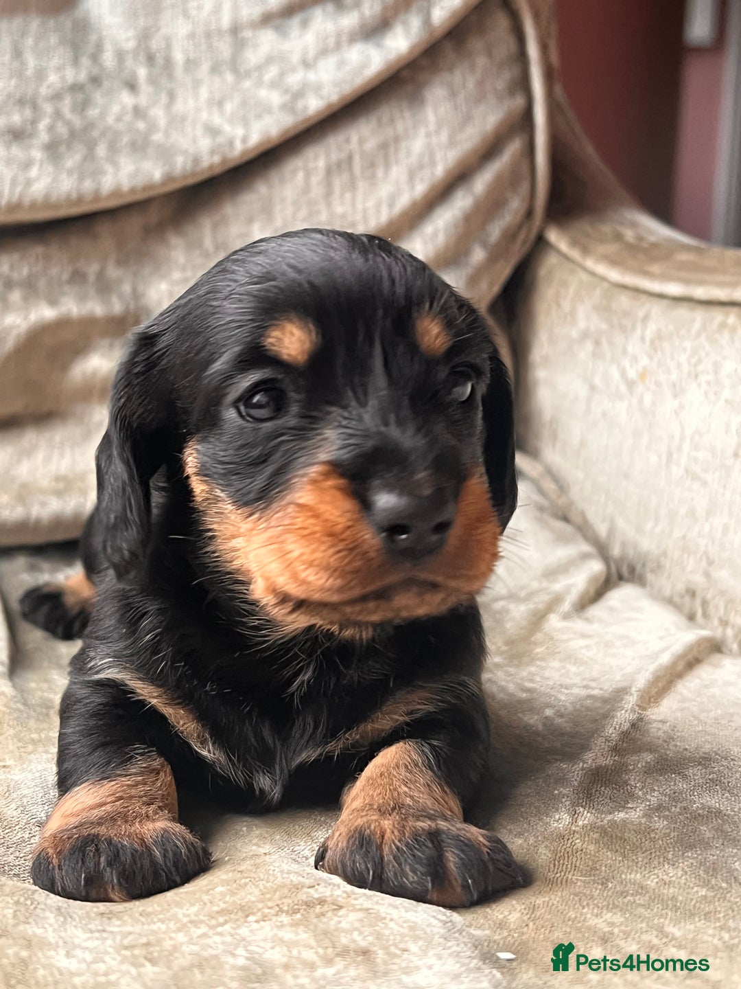 Miniature Dachshund dogs for sale: Stunning Miniature Dachshund Puppies - Image 6