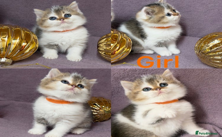 British Shorthair cats - Advert 11