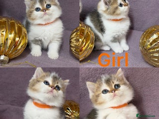 British Shorthair cats - Advert 4