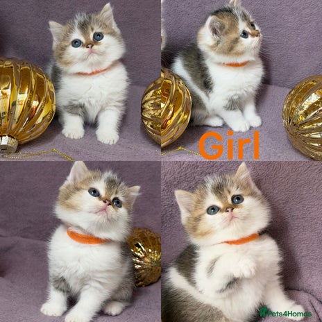 British Shorthair cats - Advert 2