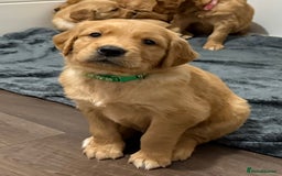 Golden Retriever dogs for sale: Dark Red Golden Retriever Pups Ready 1st November - Image 6