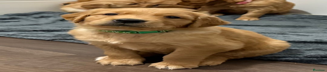 Merry (Green Collar)