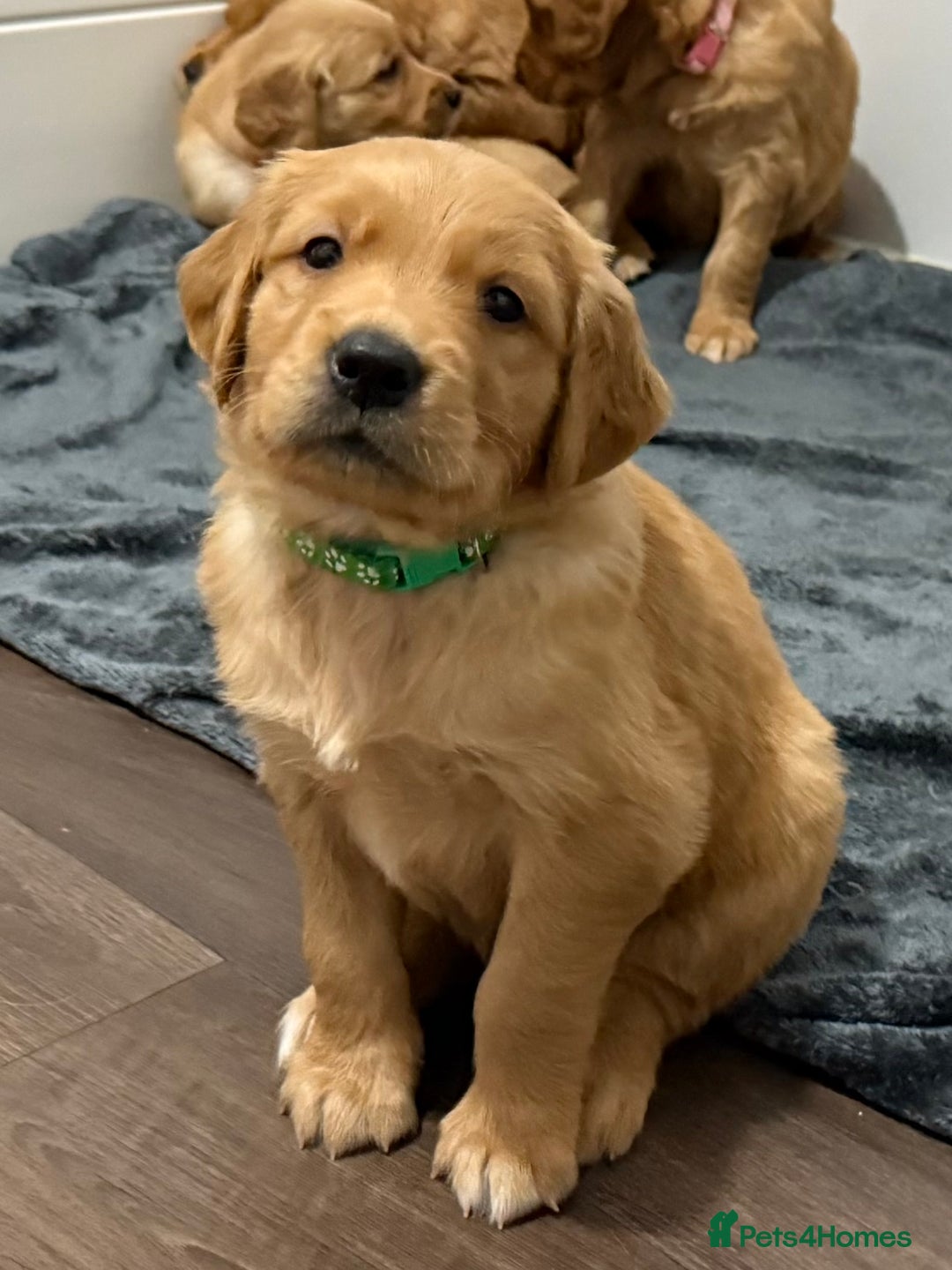 Golden Retriever dogs for sale: Dark Red Golden Retriever Pups Ready 1st November - Image 6