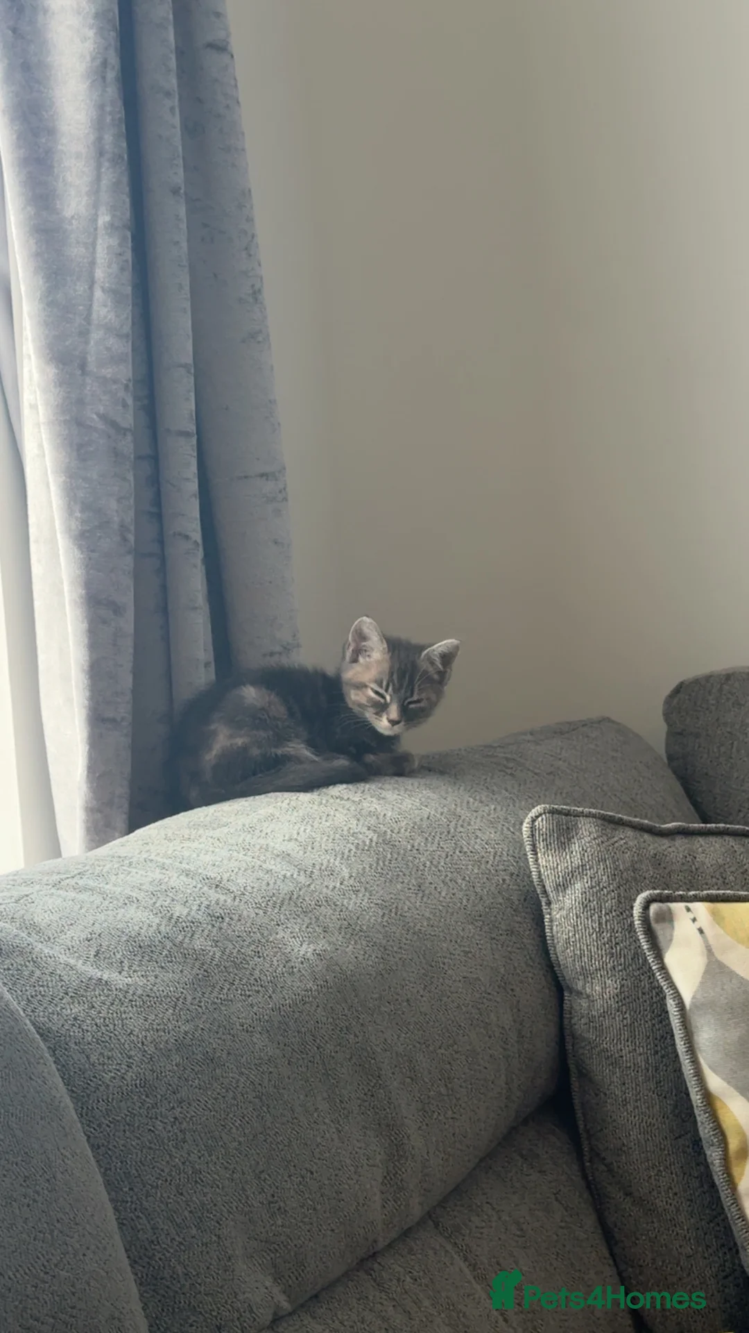 Mixed Breed cats for sale: 9 week old female  - Advert 3