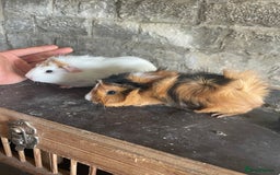 Guinea Pig rodents for sale: 4 Female guineapigs available  - Image 4
