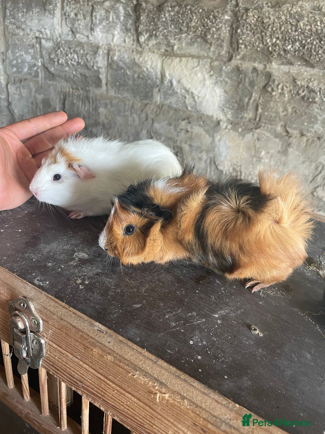 Guinea Pig rodents for sale: 4 Female guineapigs available  - Image 4