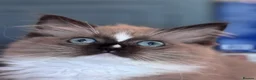 Ragdoll cats for sale: Ragkins ragdolls  and cherubims Kittens   - Advert 26