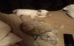 Mixed Breed cats for sale: Kitties  - Image 2