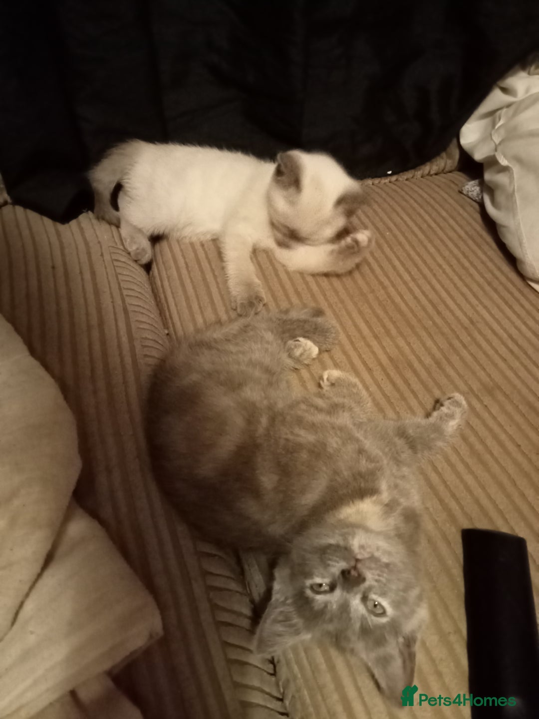 Mixed Breed cats for sale: Kitties  - Image 2