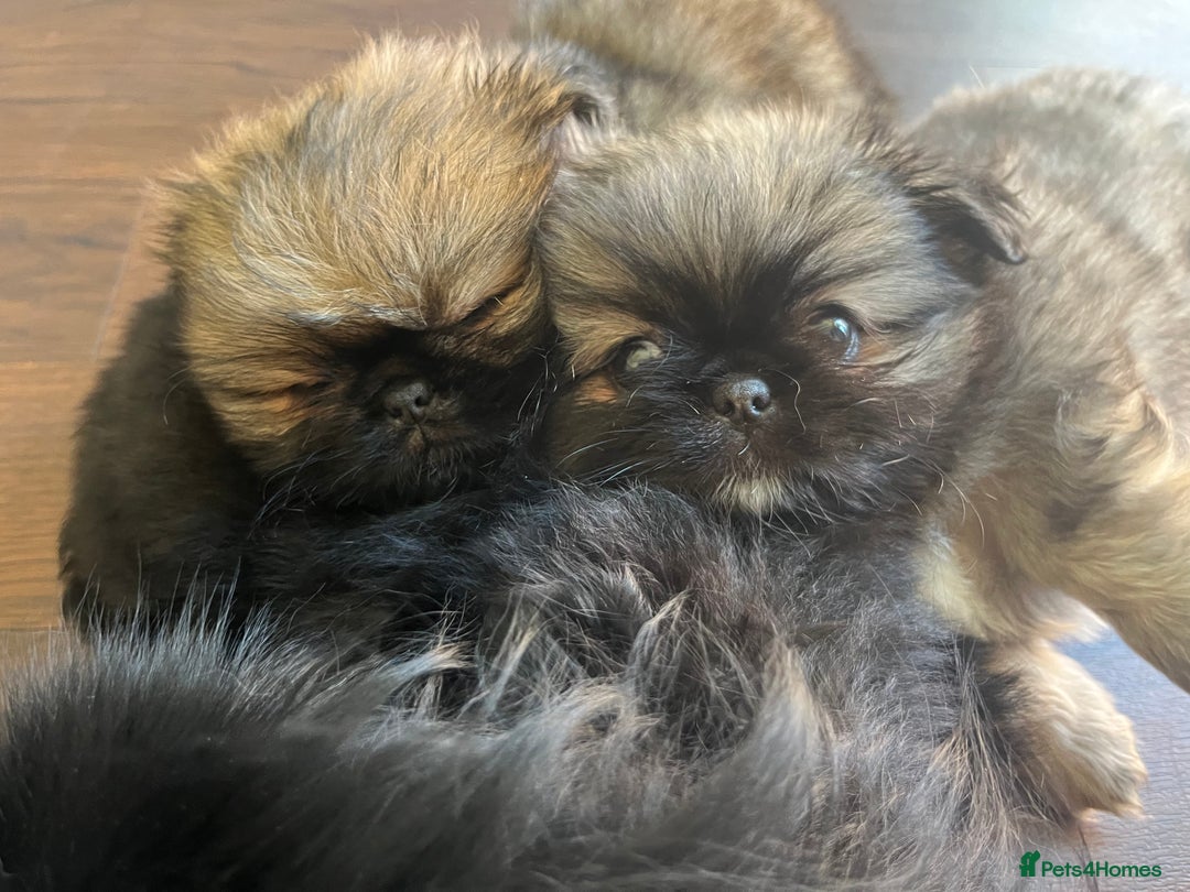 Mixed Breed dogs for sale: Pekingese / Pomeranian puppies for sale - REDUCED  in Leicester - Image 2