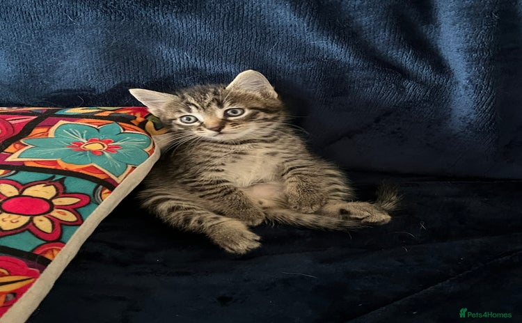 Mixed Breed cats - Advert 2