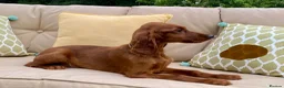 Irish Setter dogs for sale: Kennel Club Irish Setter Puppies  - Advert 4