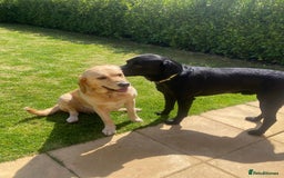 Labrador Retriever dogs for sale: Family-Raised Labrador Pups from Therapy Dog Mum - Image 5