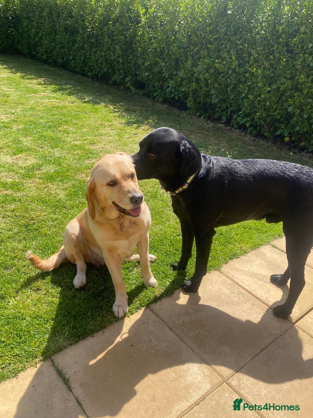 Labrador Retriever dogs for sale: Family-Raised Labrador Pups from Therapy Dog Mum - Image 5