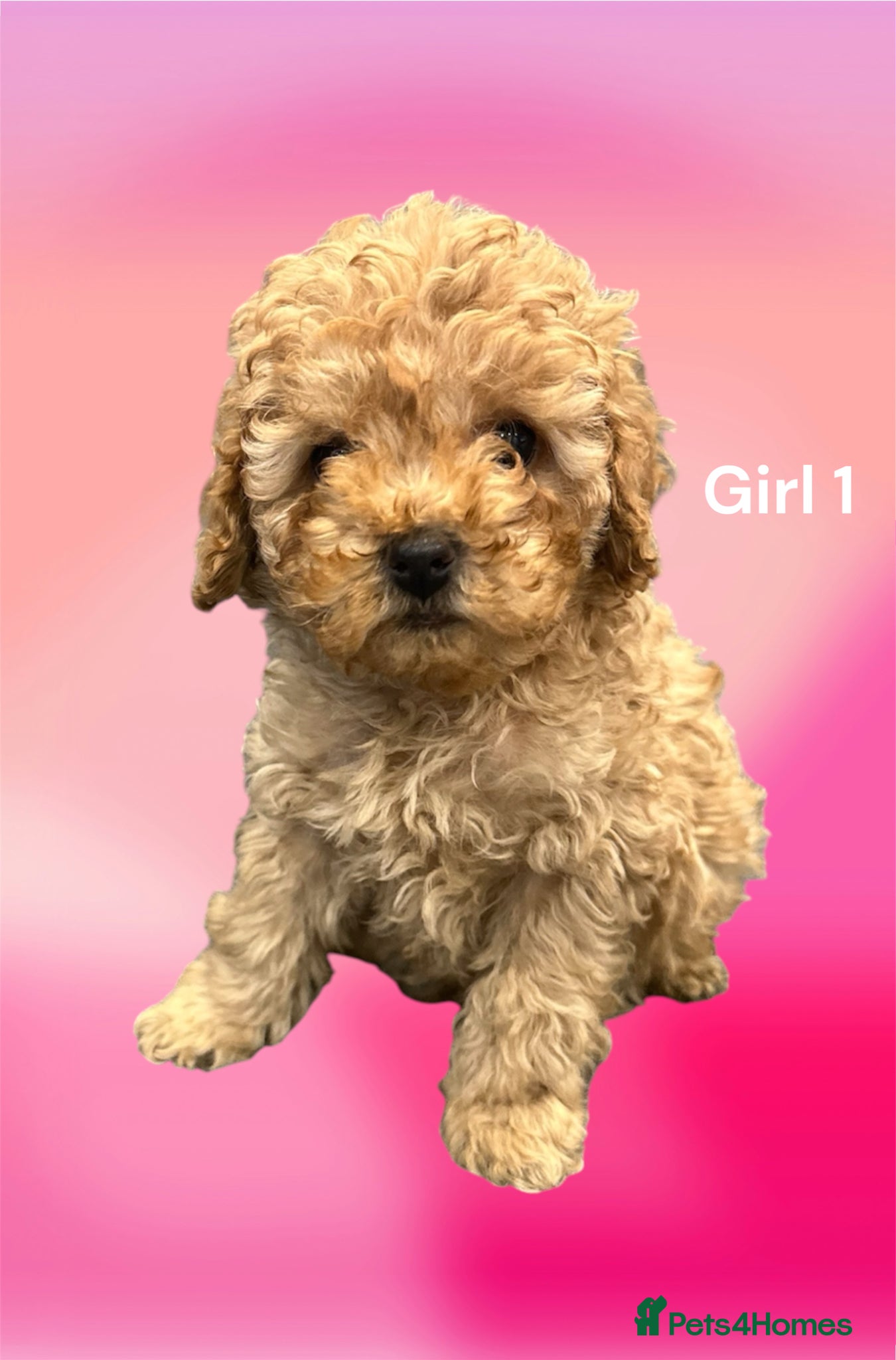 Cavapoo dogs ** TOY CAVAPOO PUPPIES DNA BVA/PRA CLEAR ** - Advert 2