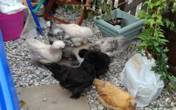 Chickens poultry for sale: JOB LOT COOP, 3 SILKIE HENS+ALL ACCESSORIES  in Colwyn Bay - Image 9