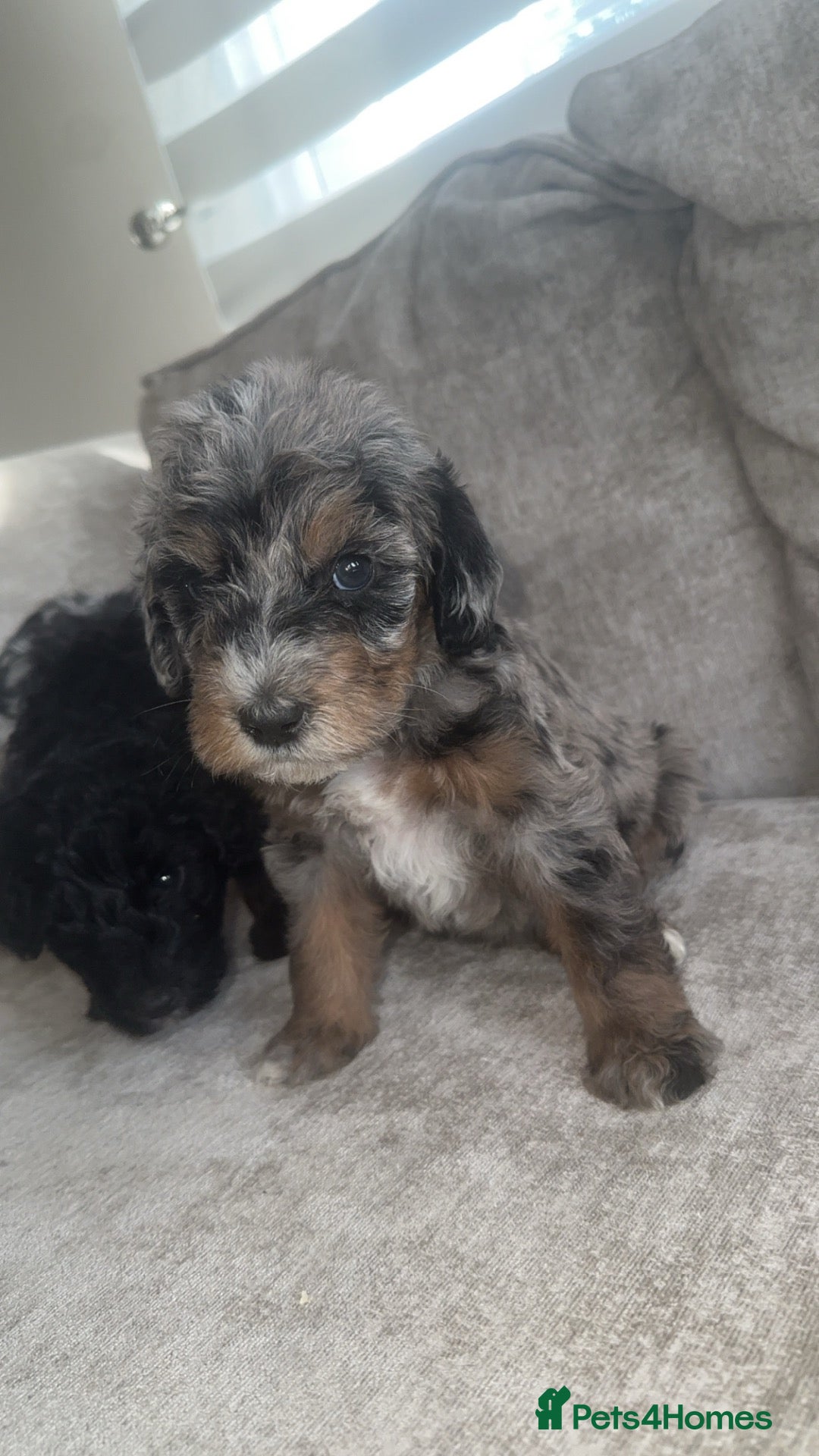 Labradoodle dogs Rare and outstanding labradoodles  - Advert 1