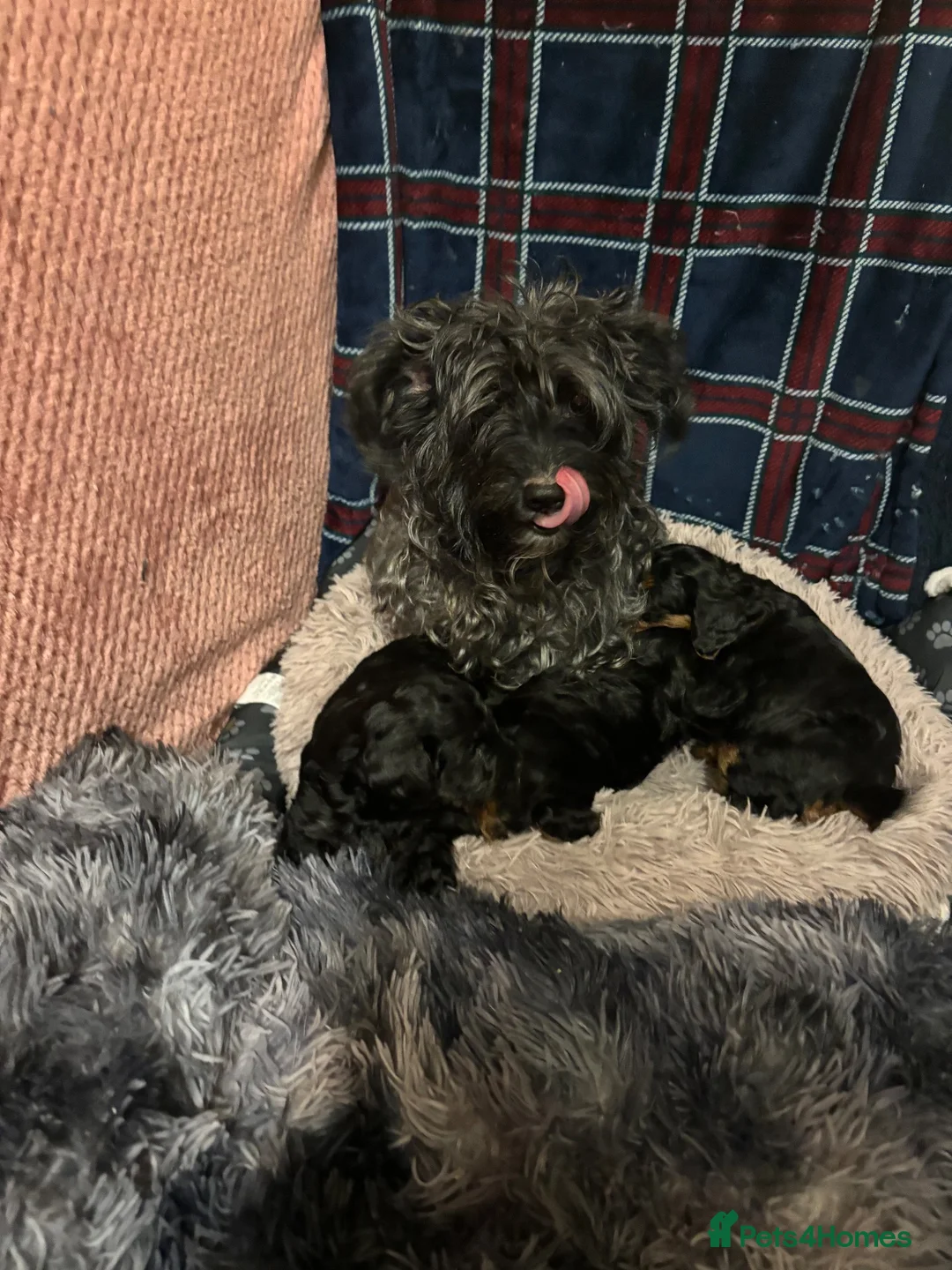 Mixed Breed dogs for sale: Yorkie poo Boy for sale  - Advert 6