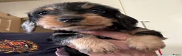 Dachshund dogs for sale: Wire Haired Dachshund Tweenies - Advert 6