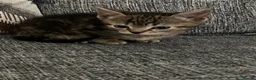 Mixed Breed cats for sale: 9 week old kittens  - Advert 3