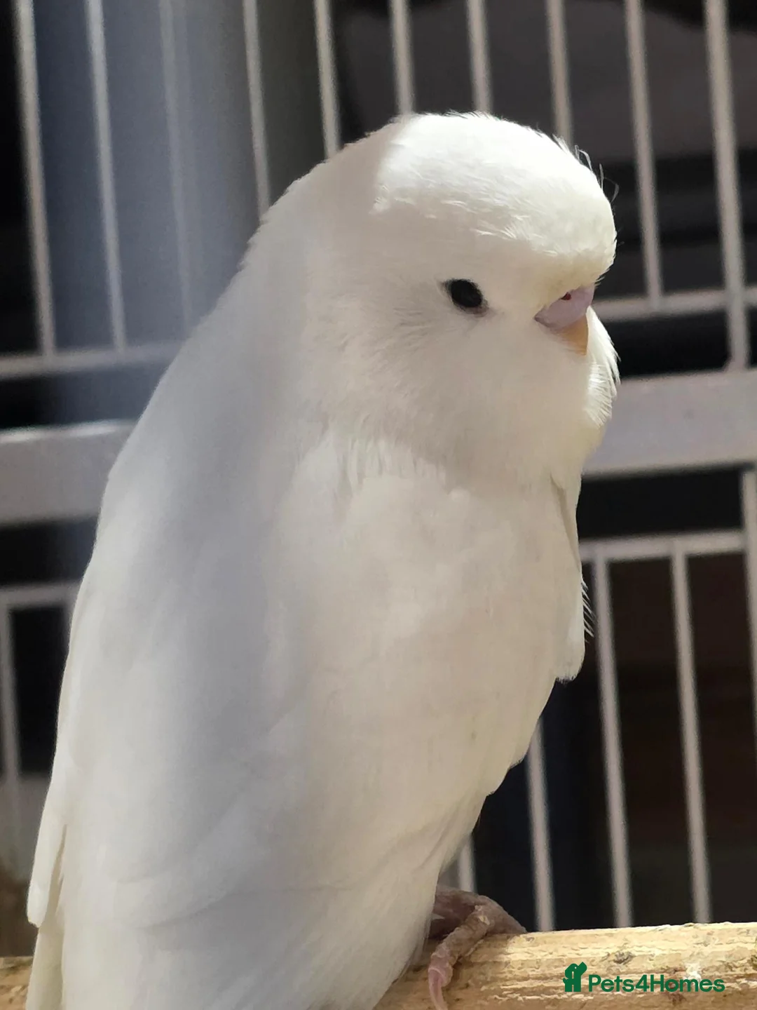 Budgerigars birds for sale: Baby budgies - Advert 1