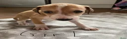 Lurcher dogs for sale: Lurcher puppies  in Keith - Advert 2