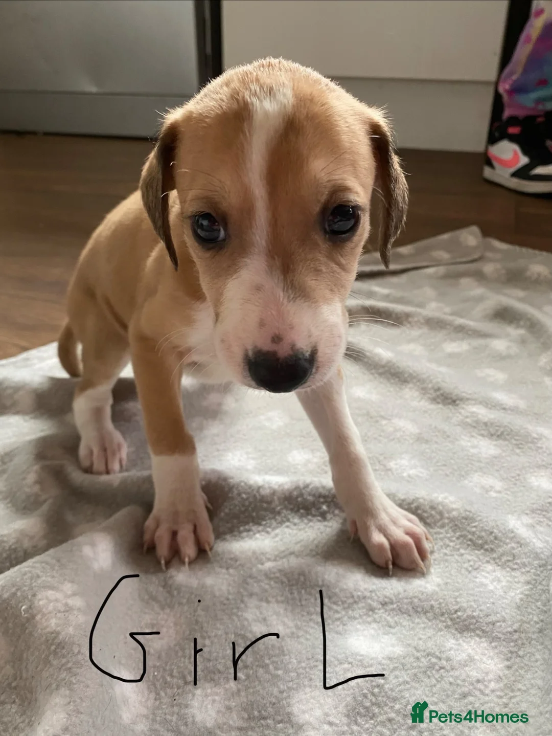 Lurcher dogs for sale: Lurcher puppies  in Keith - Advert 2