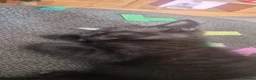 Domestic Shorthair cats for sale: Beautiful Black Tabby Kittens - Advert 8