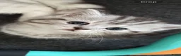 British Shorthair cats for sale: Beautiful silver BSH kittens - Advert 4