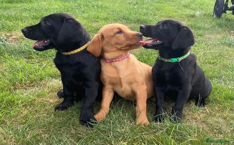 Labrador Retriever dogs - Advert 4