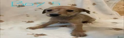 Mixed Breed dogs for sale: BEDLINGTON WHIPPET  - Advert 5