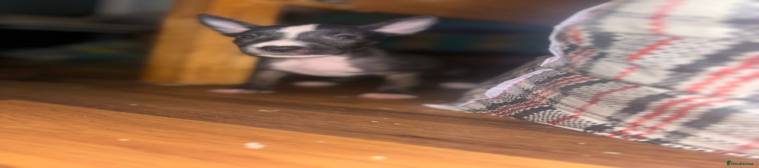 English Bull Terrier Puppy 3