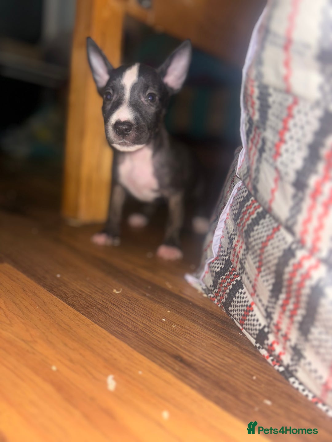 English Bull Terrier dogs for sale: English bull terrier (Working lines) - Image 8