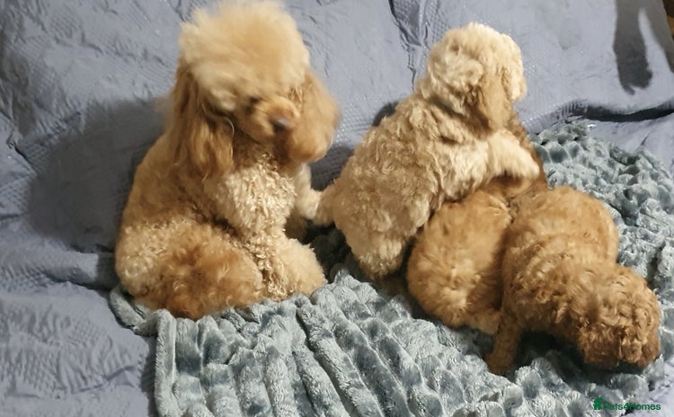 Toy Poodle dogs - Advert 1