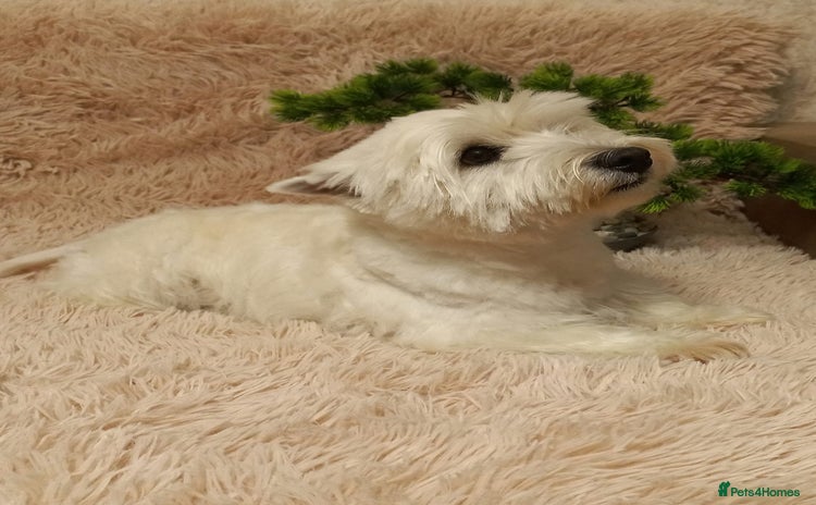 West Highland Terrier dogs - Advert 1