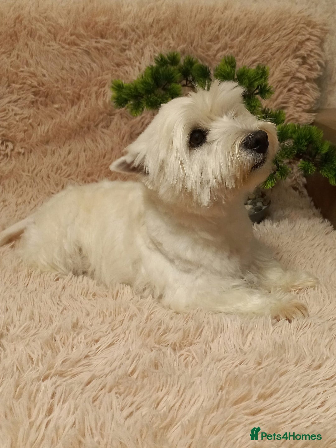 West Highland Terrier dogs for adoption: Michelle: The Little Dog the World Tried to Forget - Image 1