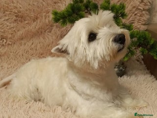 West Highland Terrier dogs - Advert 14