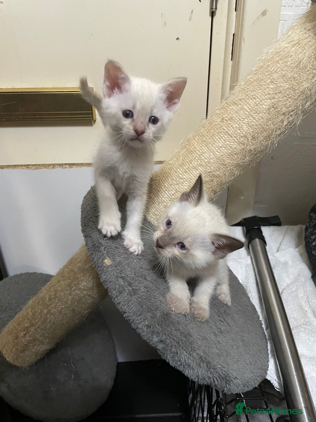 Bengal cats for sale: ABSOLUTELY BEAUTIFUL KITTENS 🐈‍⬛ XX - Advert 10